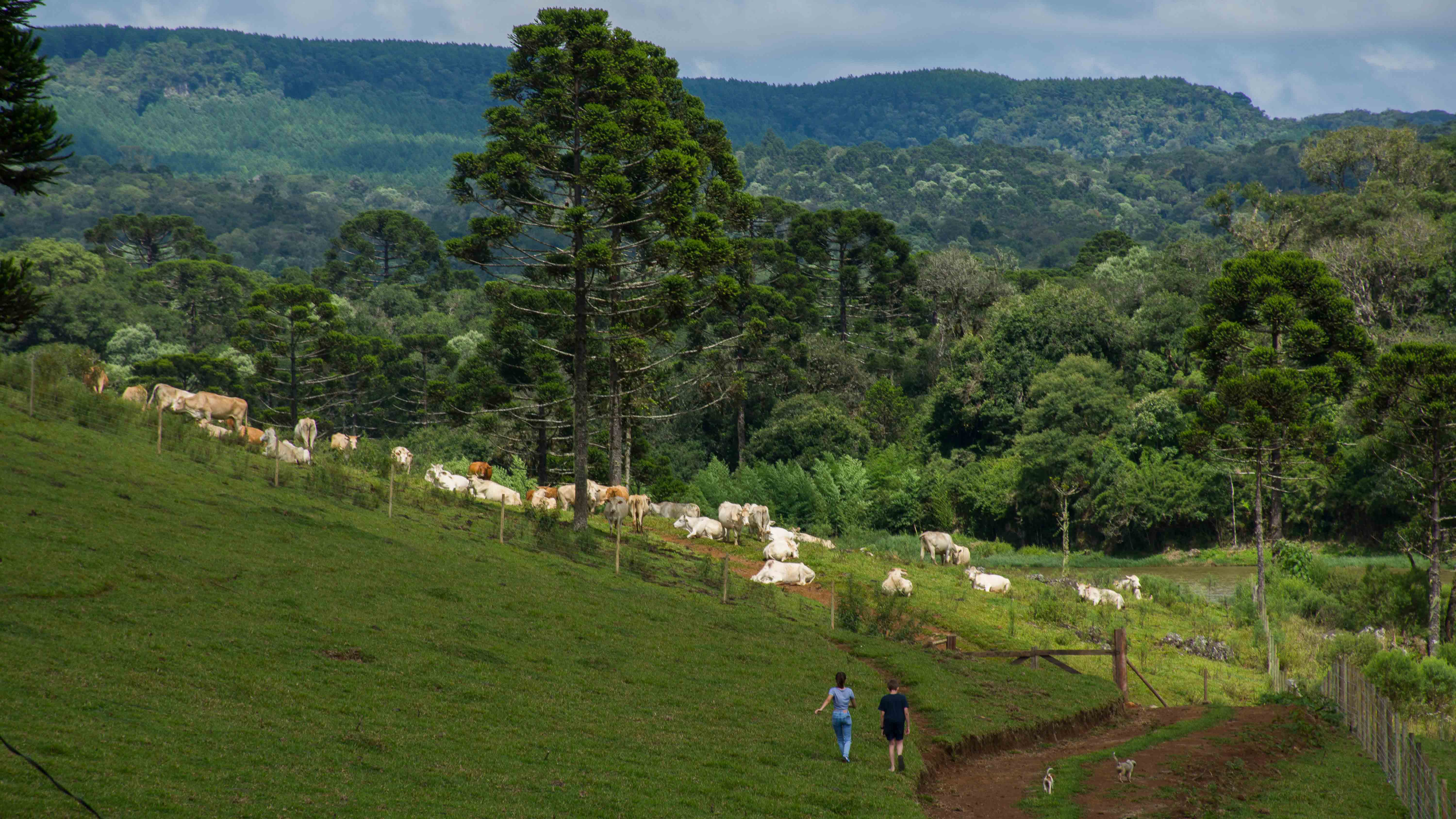 Fazenda Avestruz 2012