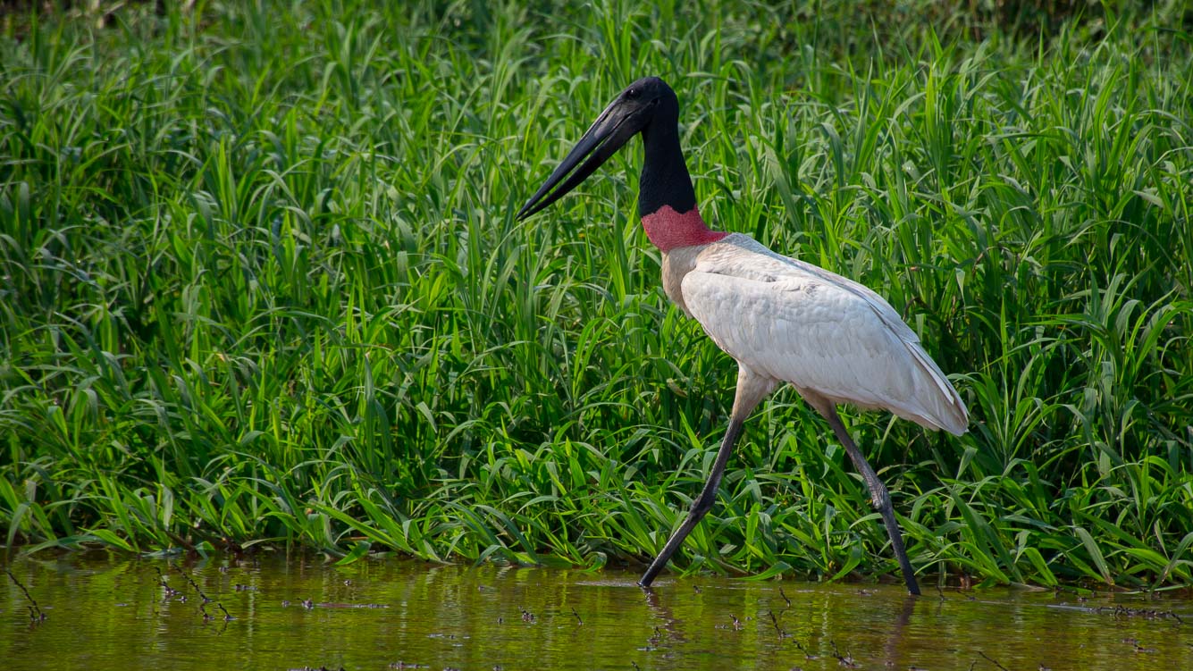 Pescaria Guapor� 2017