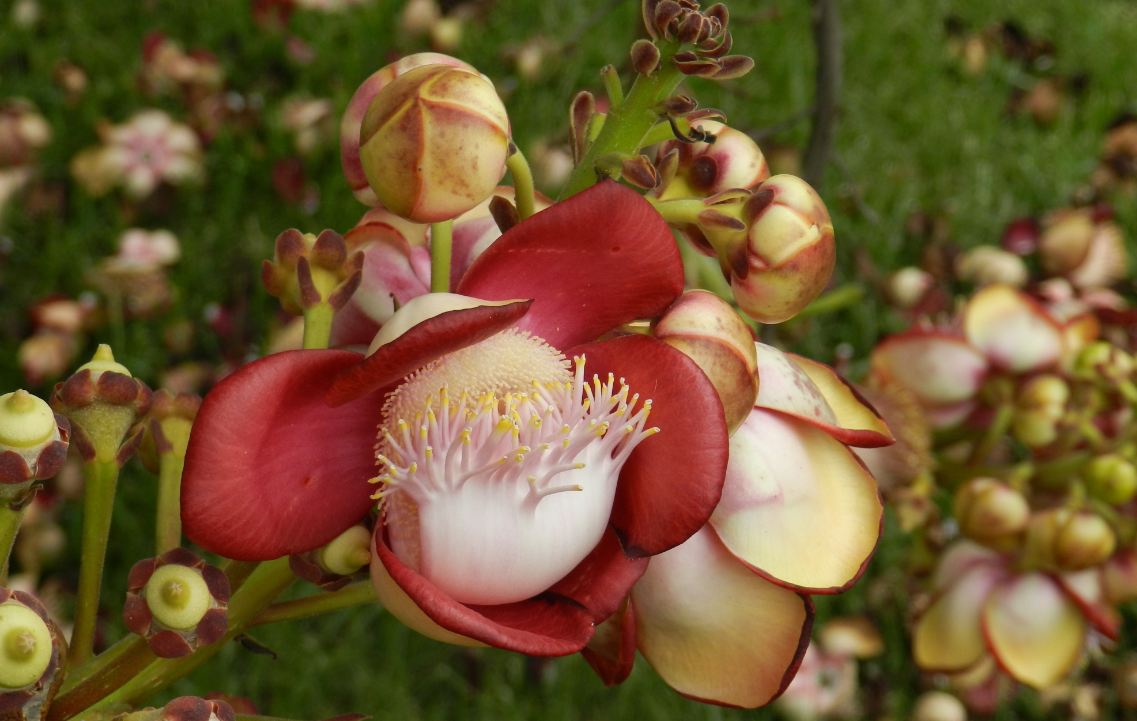 Flor (Couroupita guianensis)
