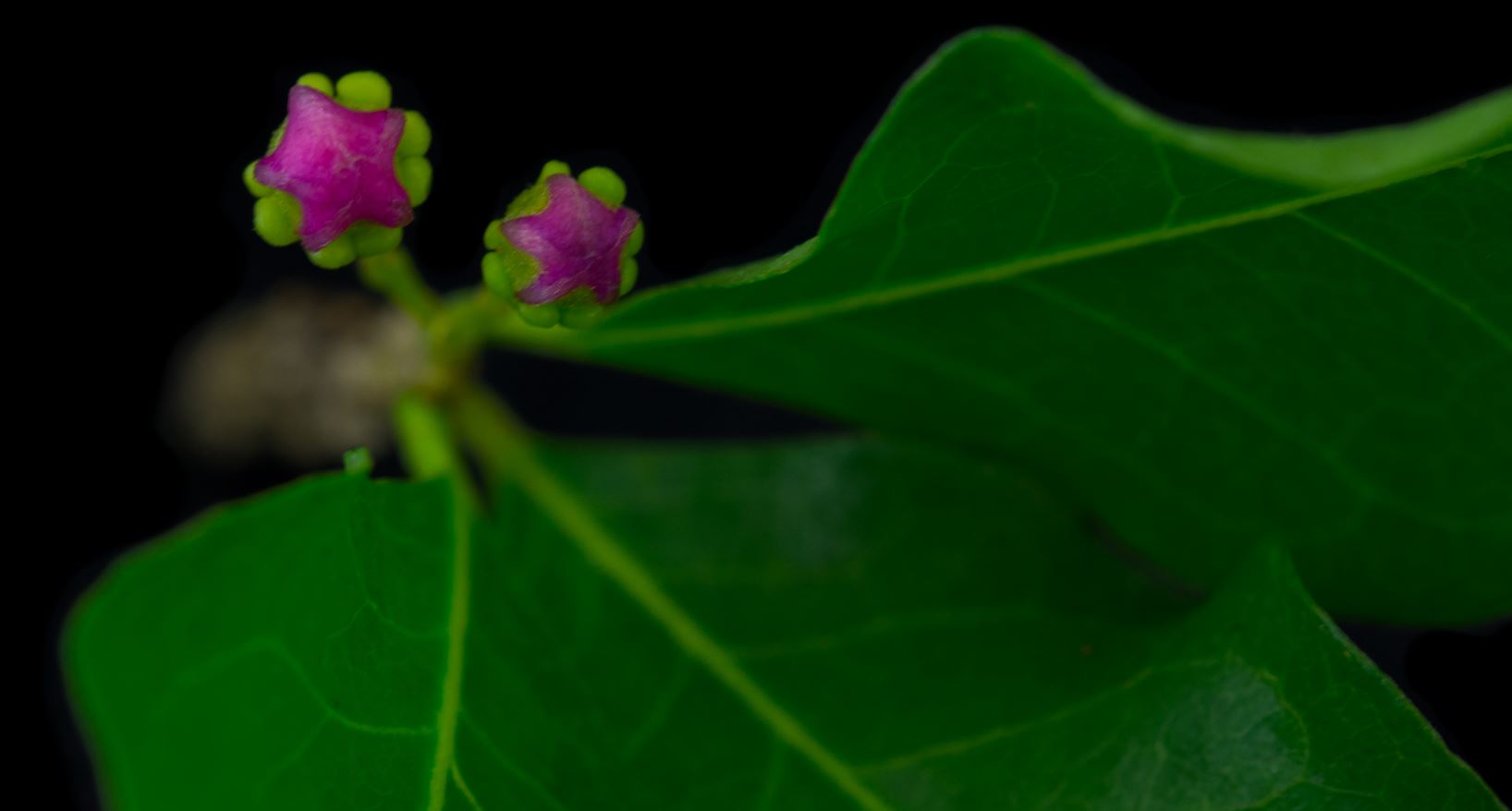 Bot�o Floral (Malpighia glabra)