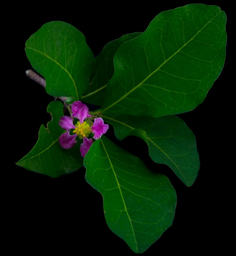 Flor (Malpighia glabra)