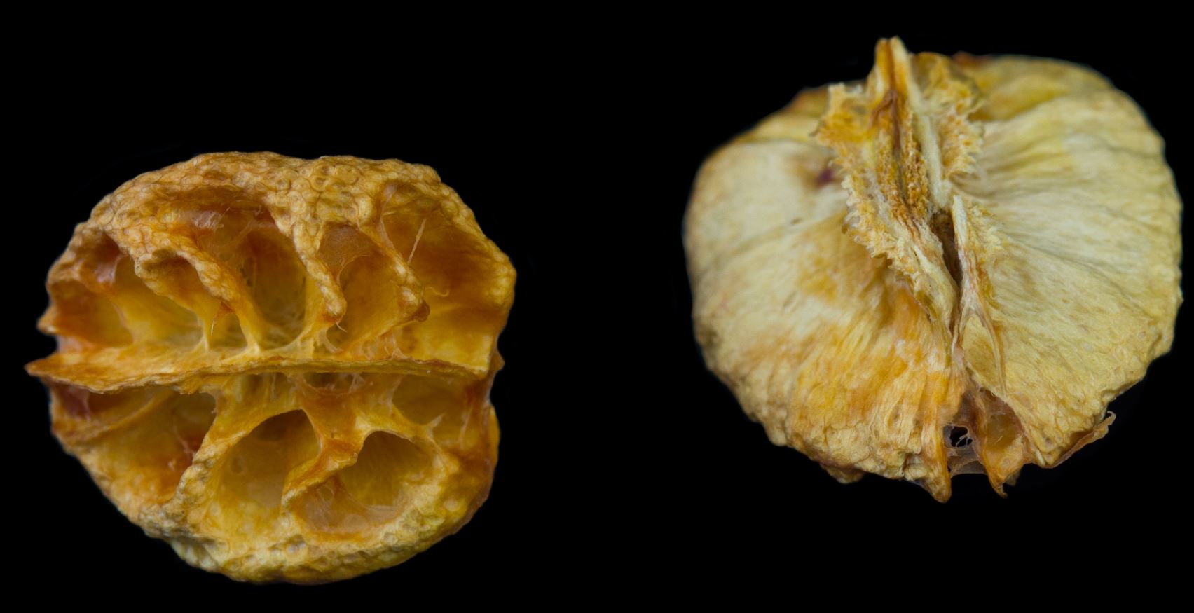 Sementes (Malpighia glabra)