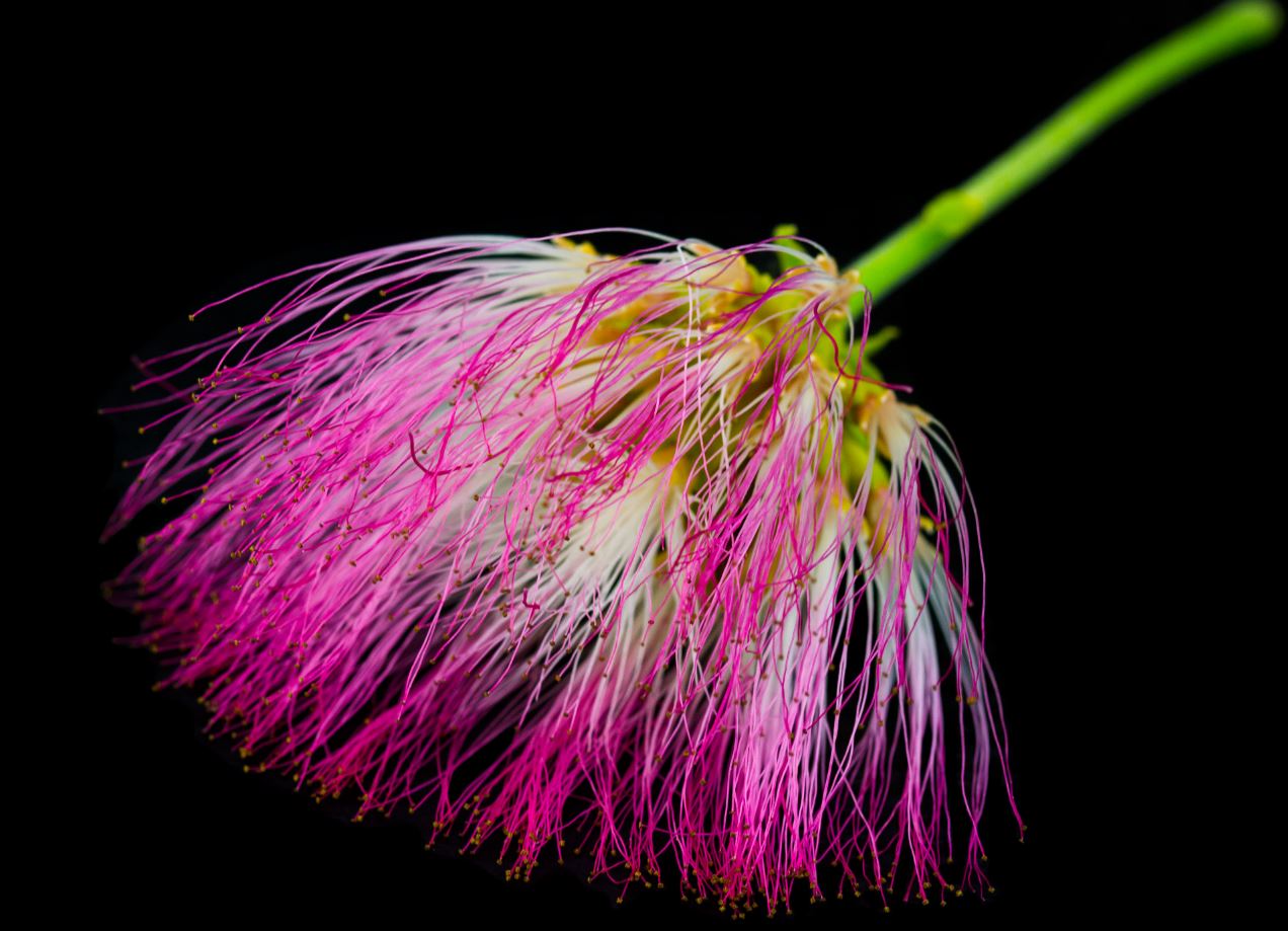 Flor (Albizia julibrissin)