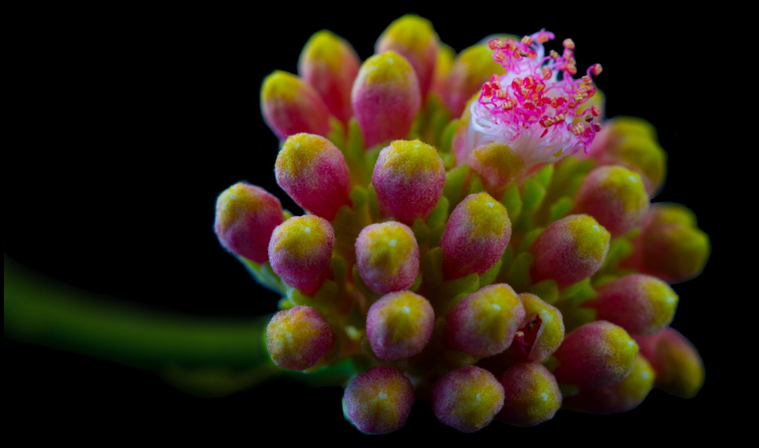 Bot�es Florais (Albizia julibrissin)