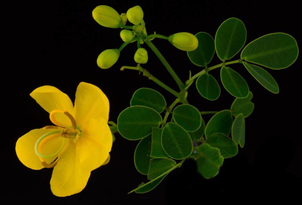 Flor e Bot�es Florais (Senna bicapsularis)