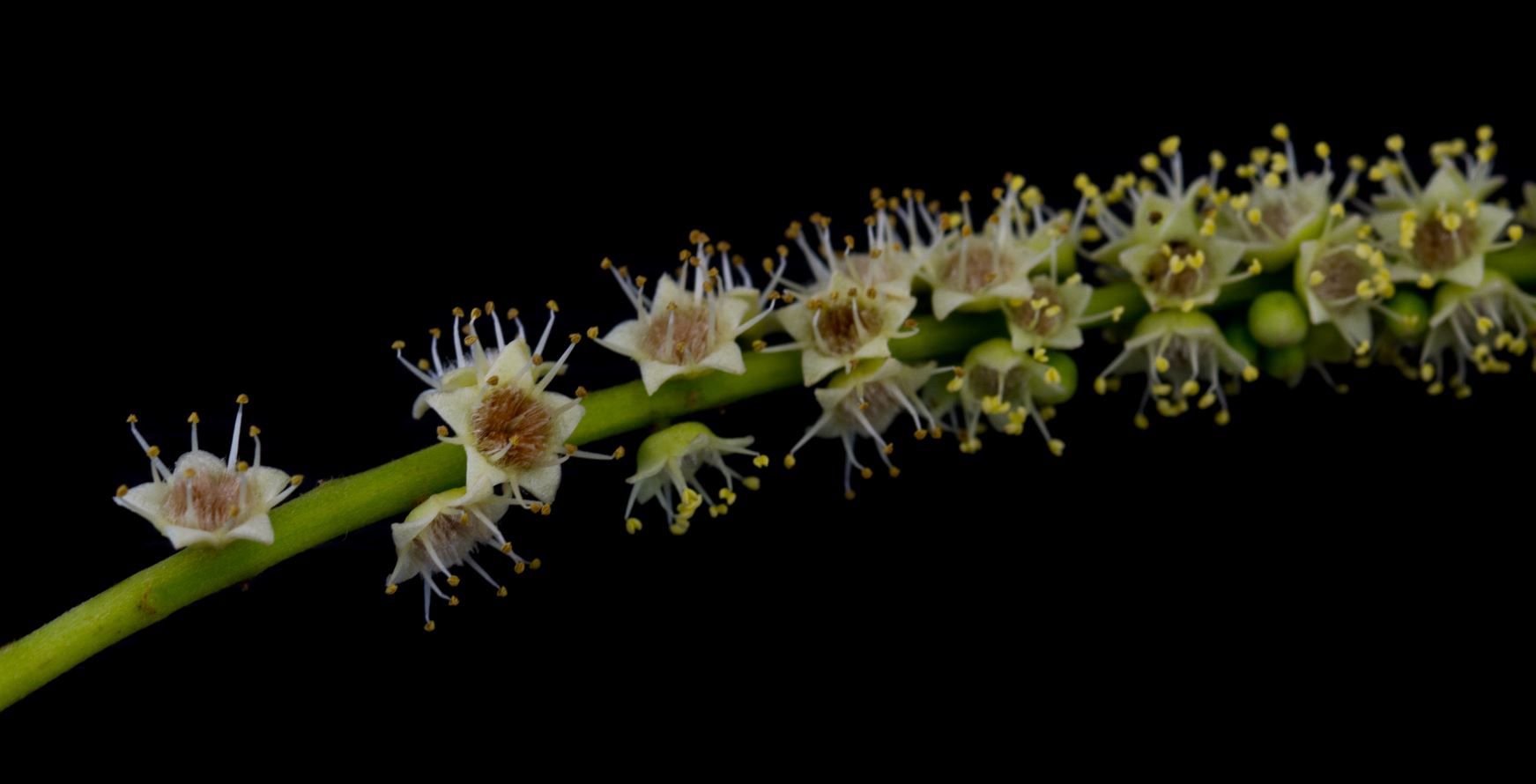 Infloresc�ncia (Terminalia catappa)