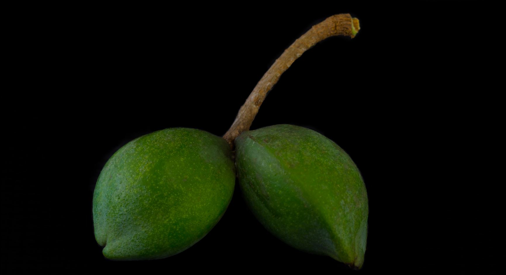 Frutos imaturos (Terminalia catappa)