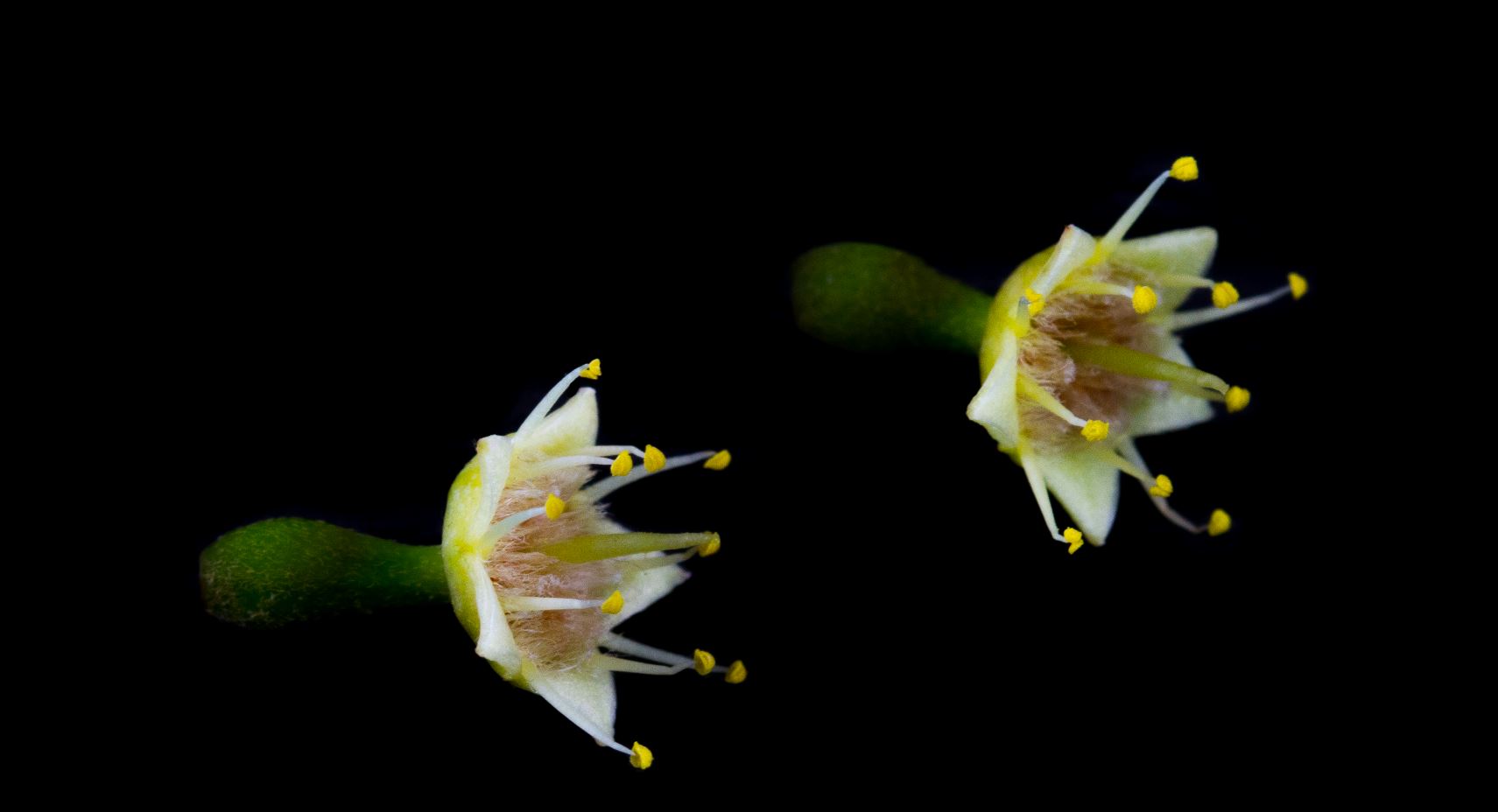 Flores (Terminalia catappa)