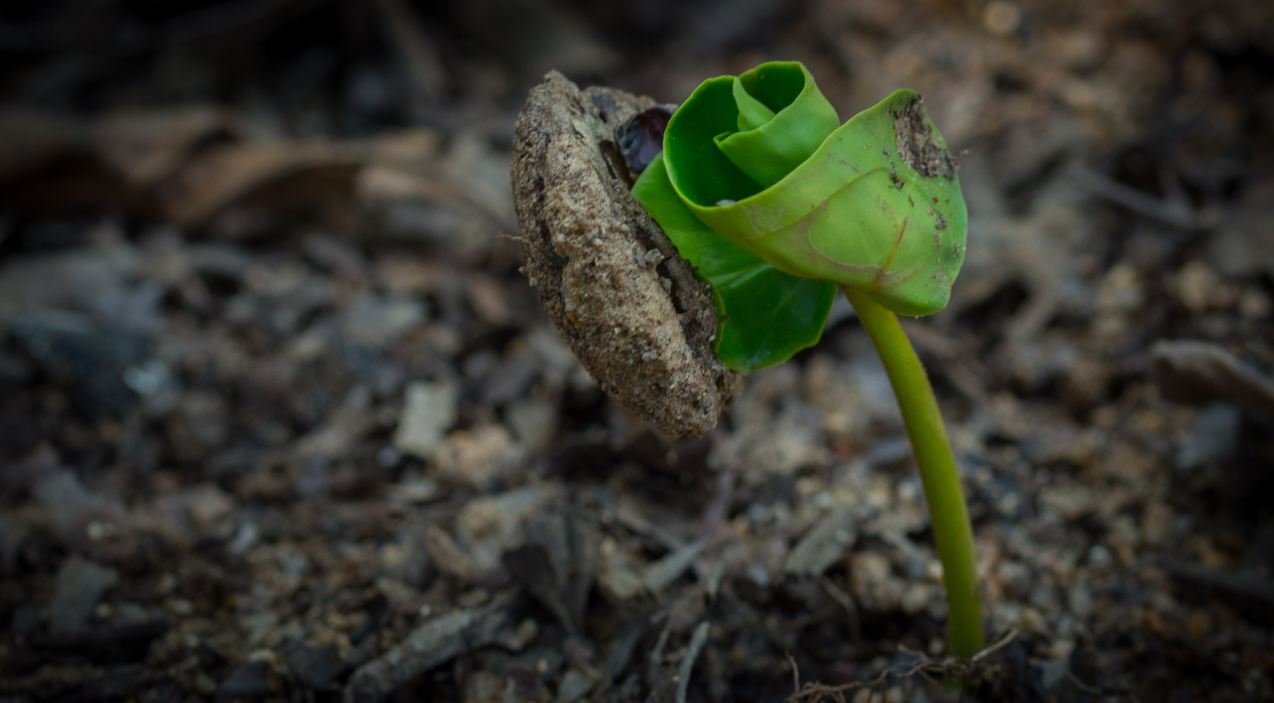 Pl�ntula (Terminalia catappa)