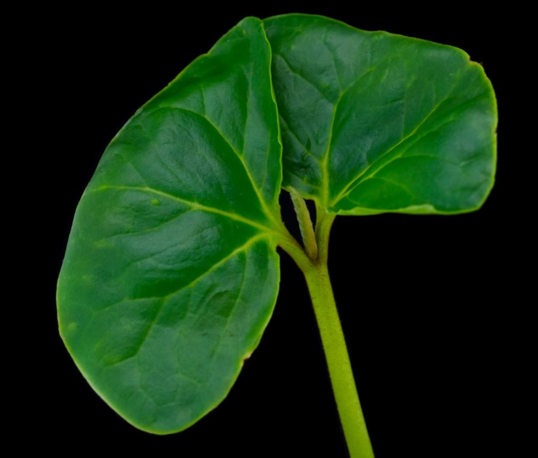 Pl�ntula (Terminalia catappa)