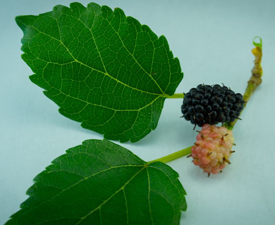 Ramo com frutos (Morus alba)