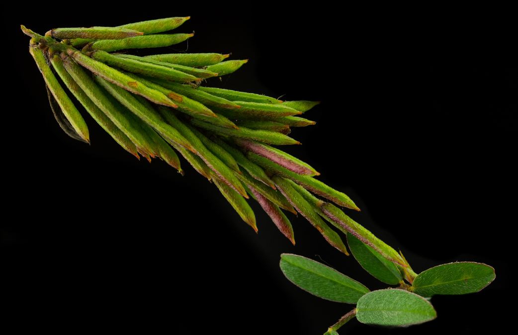 Frutos (Indigofera hirsuta)