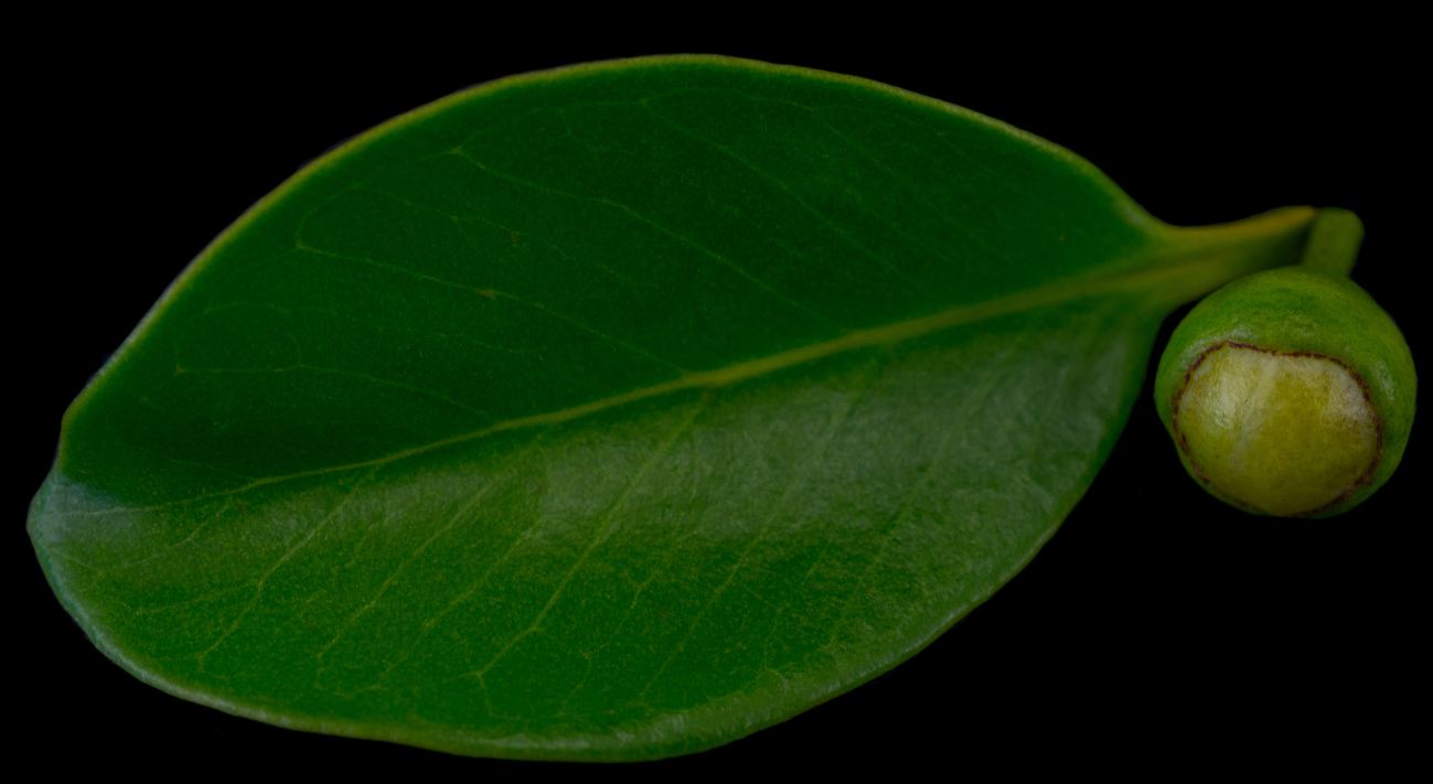 Flor e Bot�o Floral (Psidium cattleyanum)