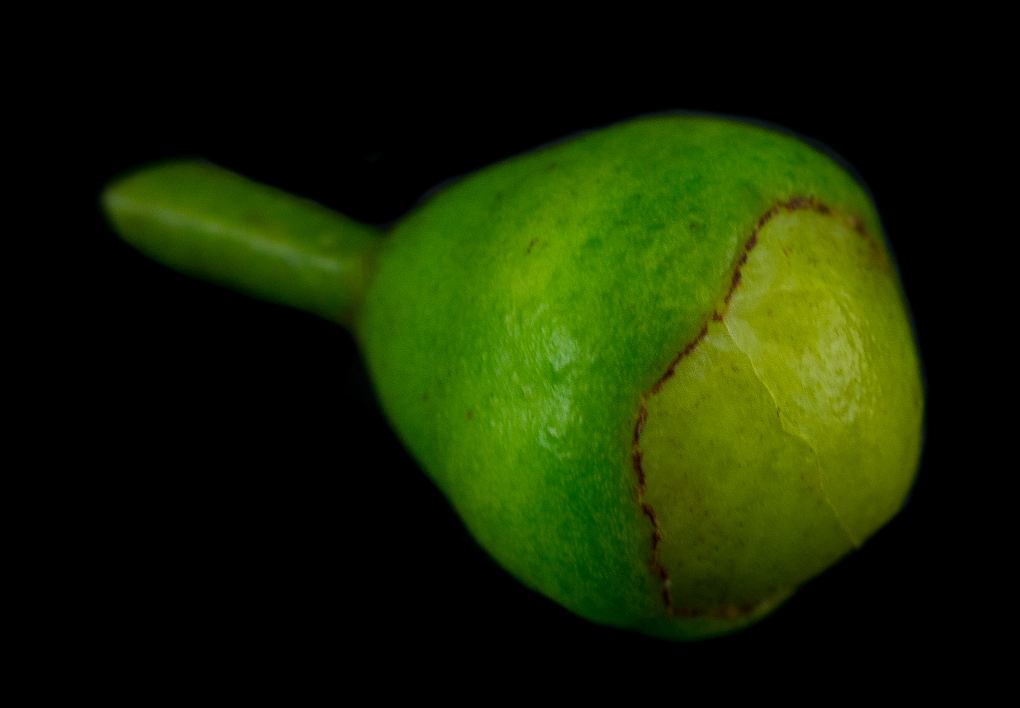 Bot�o Floral (Psidium cattleyanum)