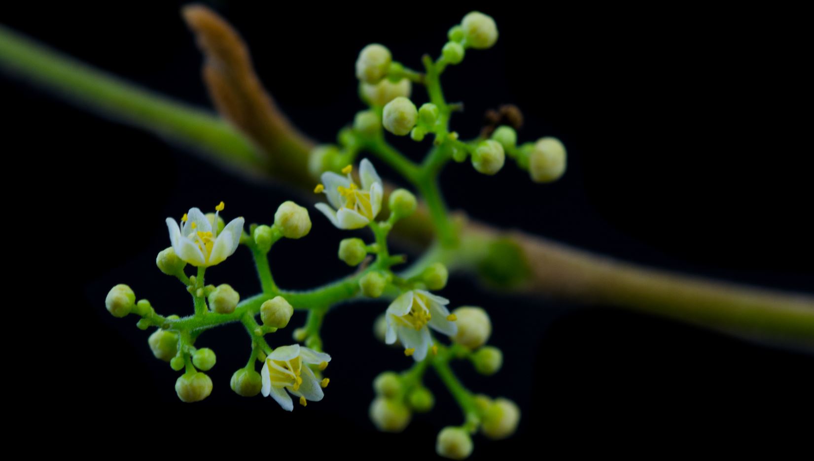 Flores (Schinus terebinthifolius)
