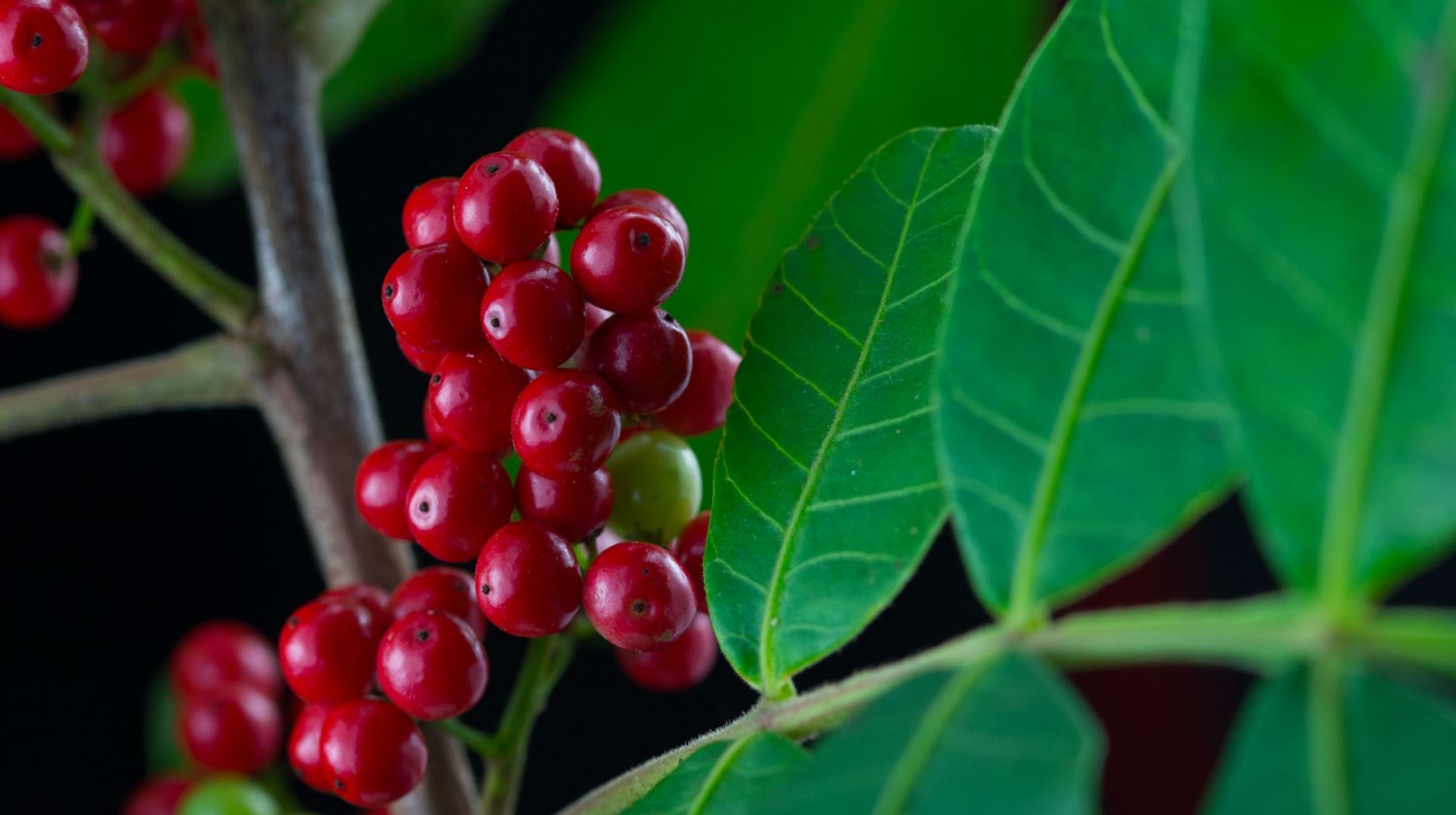 Frutos (Schinus terebinthifolius)