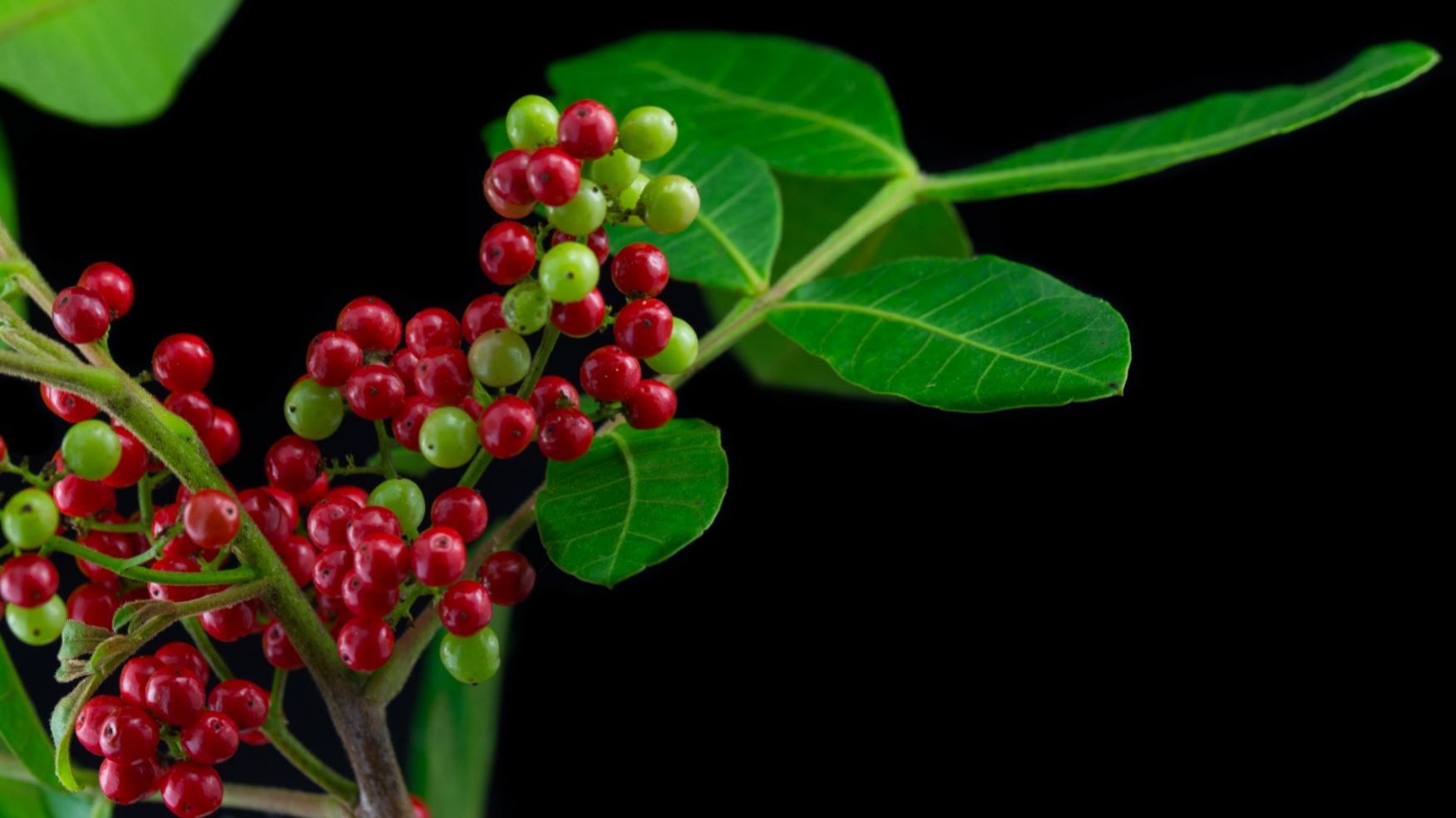 Frutos (Schinus terebinthifolius)