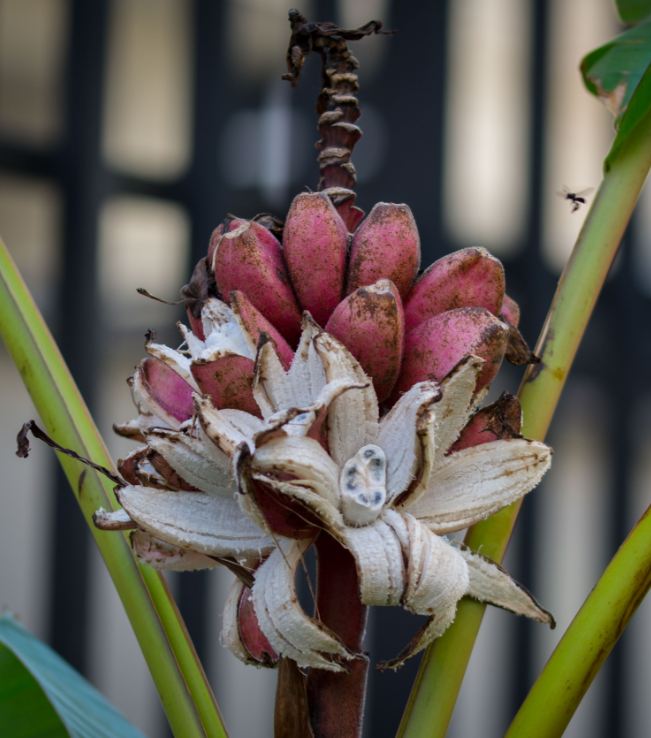 Frutos (Musa velutina)