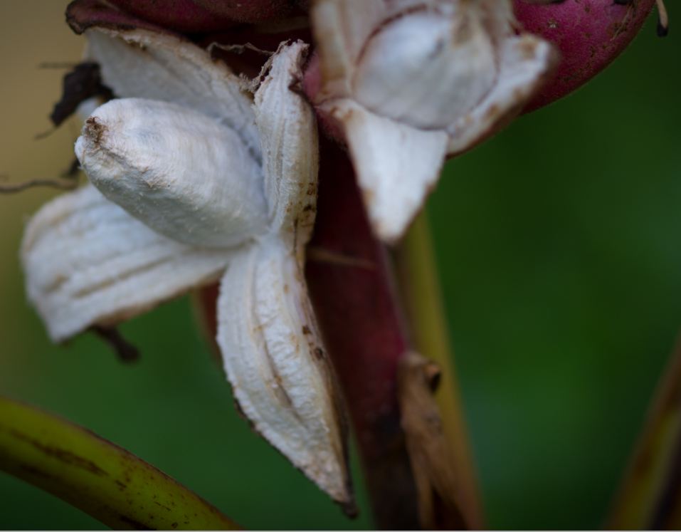 Fruto Aberto (Musa velutina)