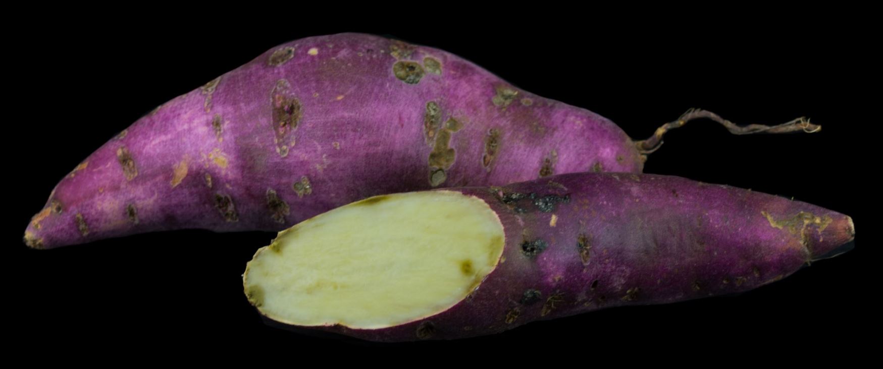 Variedade de Polpa Branca (Ipomoea batatas)