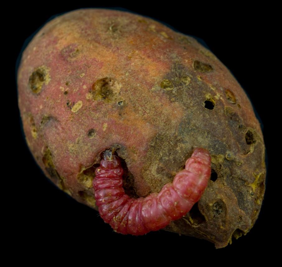 Batata Doce com larva de inseto (Ipomoea batatas)