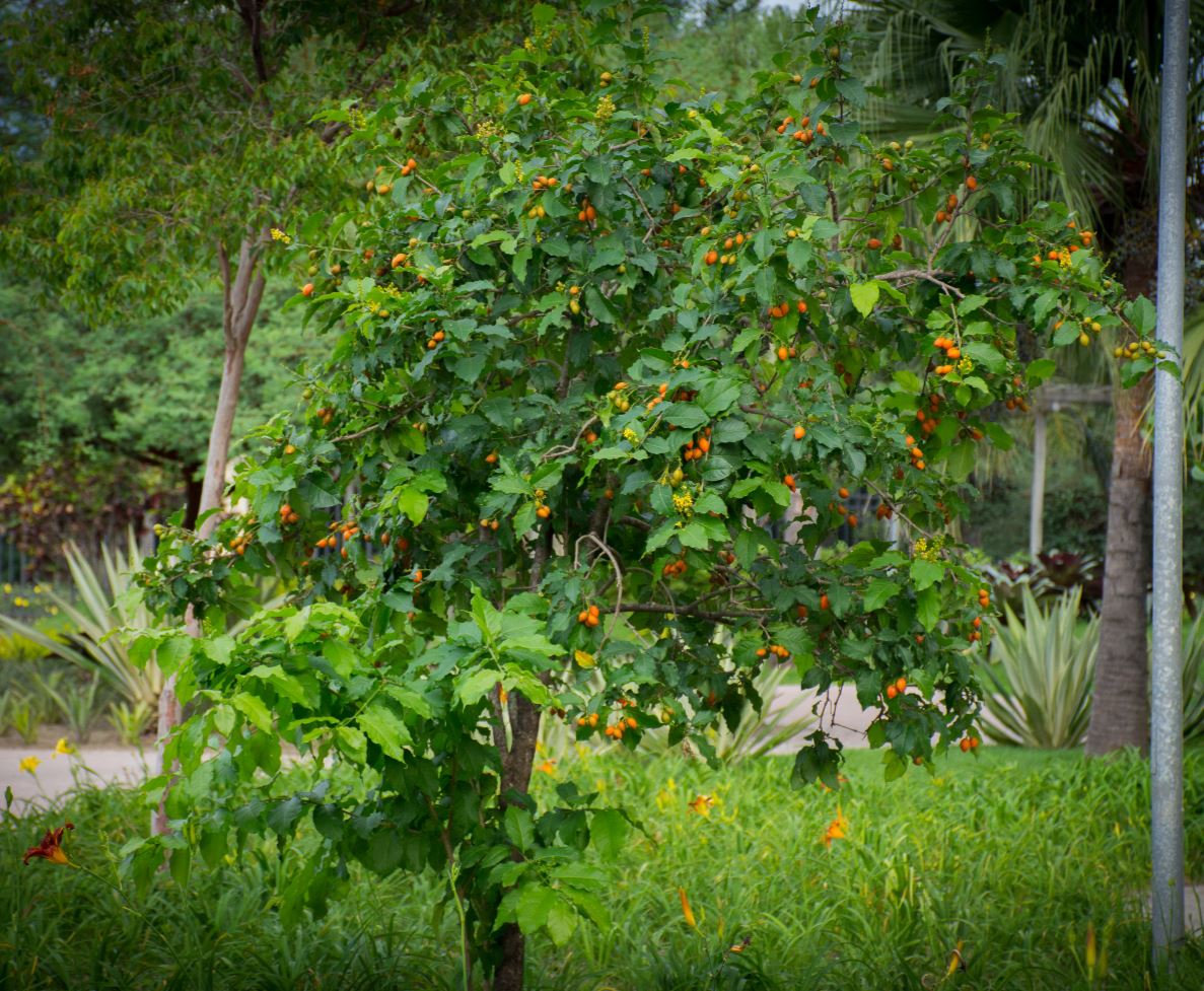 �rvore (Bunchosia armeniaca)