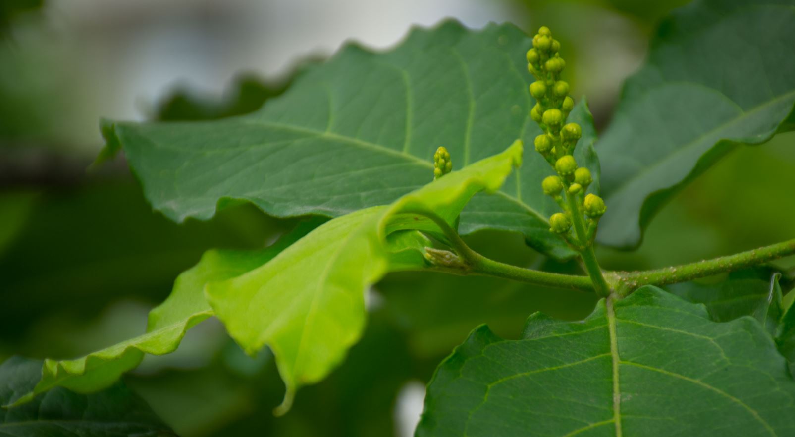 Bot�es Florais (Bunchosia armeniaca)