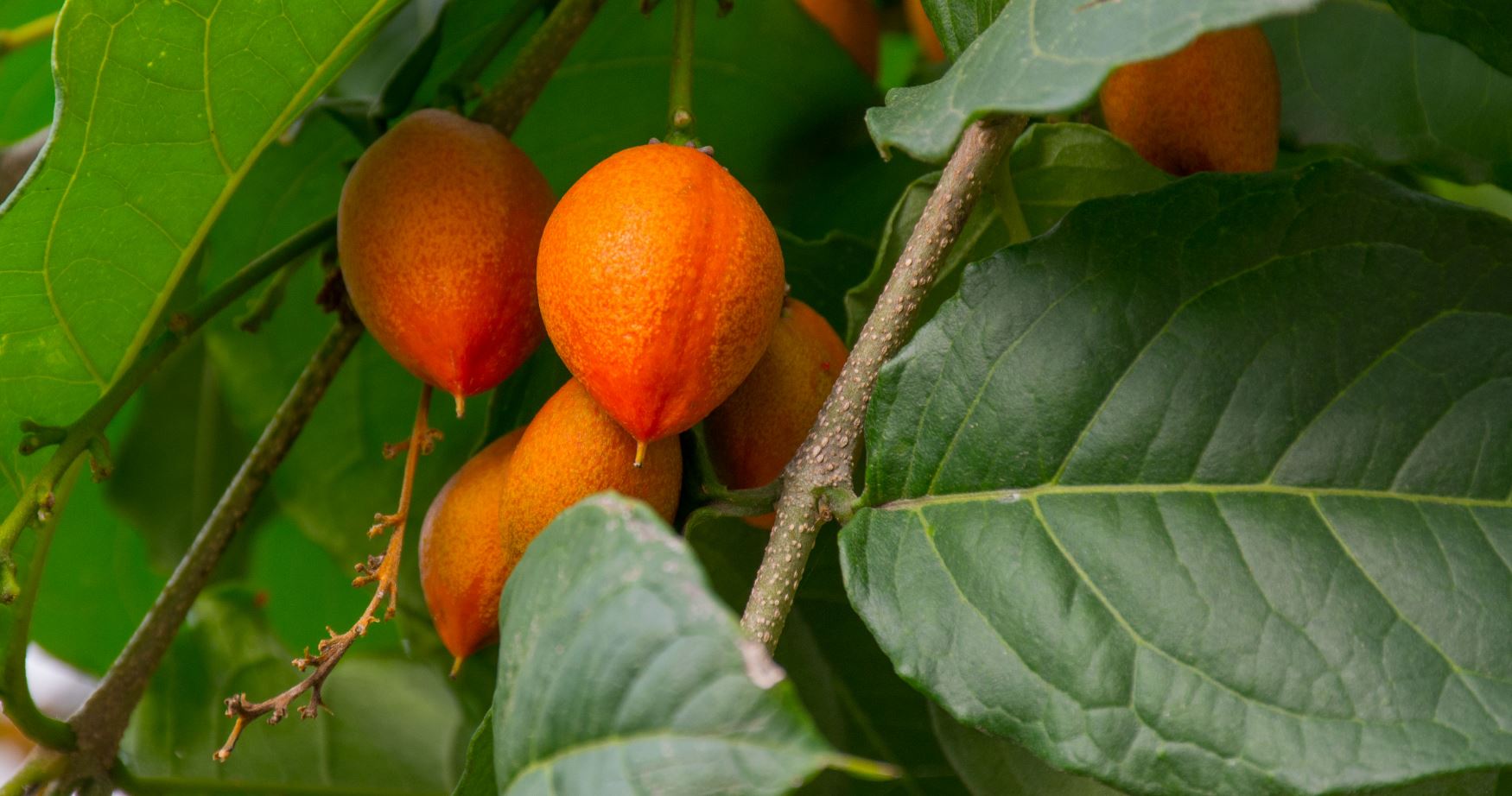 Frutos (Bunchosia armeniaca)