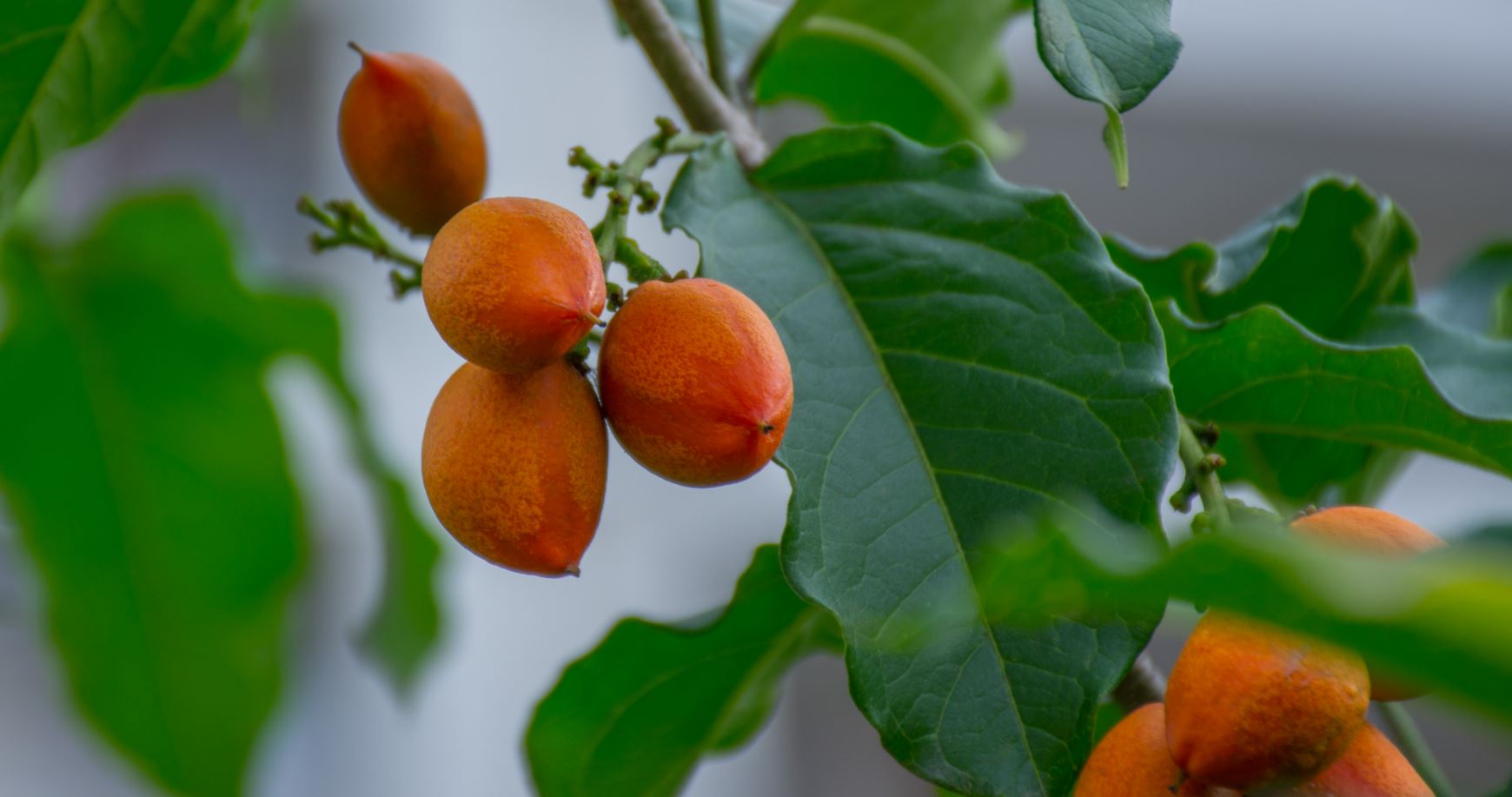 Frutos (Bunchosia armeniaca)