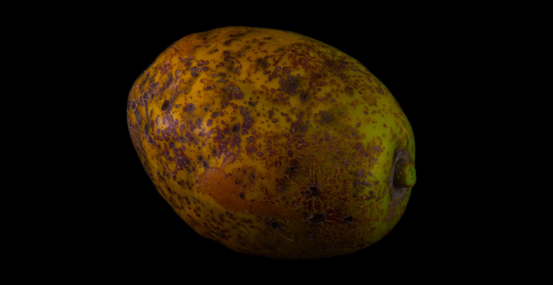 Fruto (Spondias dulcis)