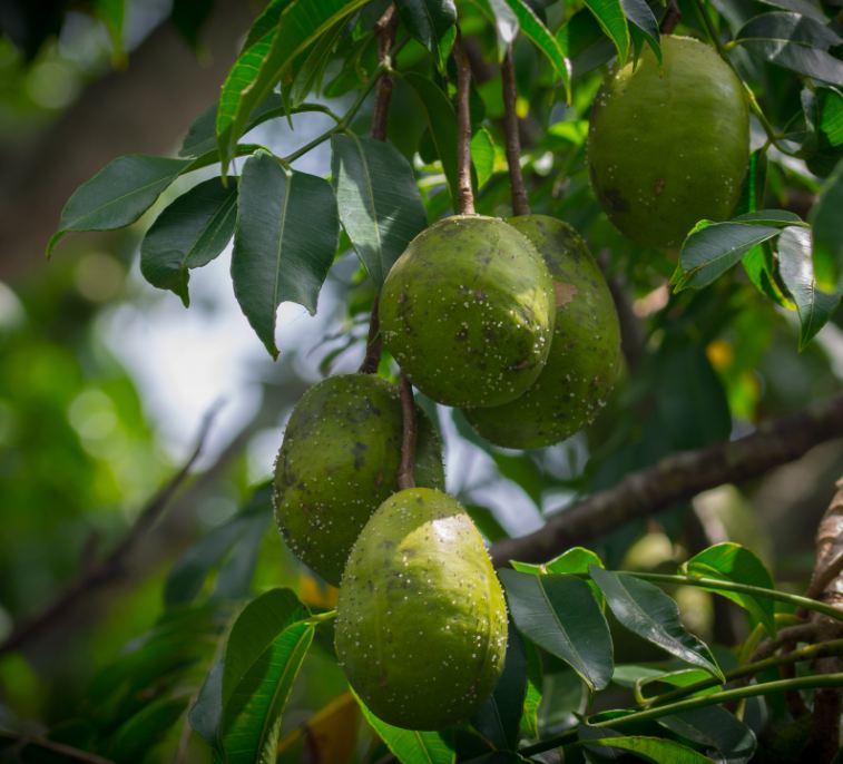 Frutos imaturos (Spondias dulcis)