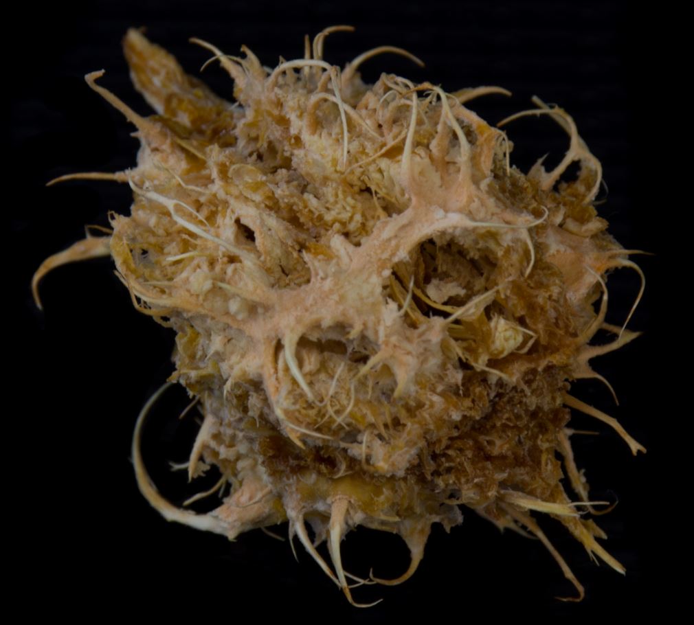 Caro�o (Spondias dulcis)