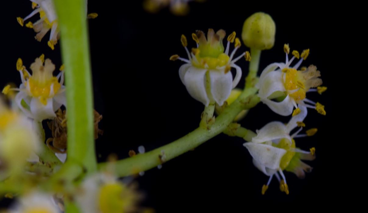 Flores (Spondias dulcis)