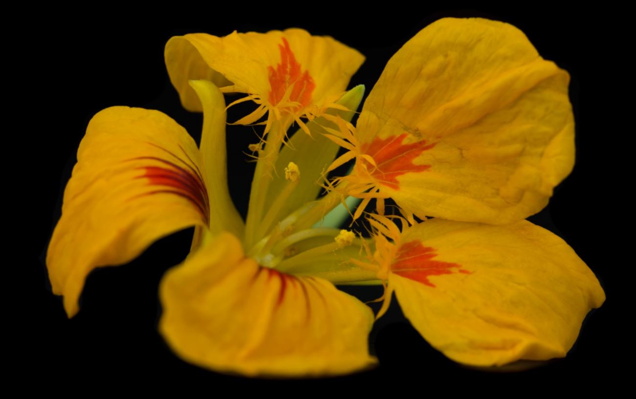 Flores (Tropaeolum majus)