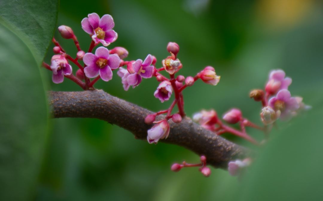 Flores (Averrhoa carambola)
