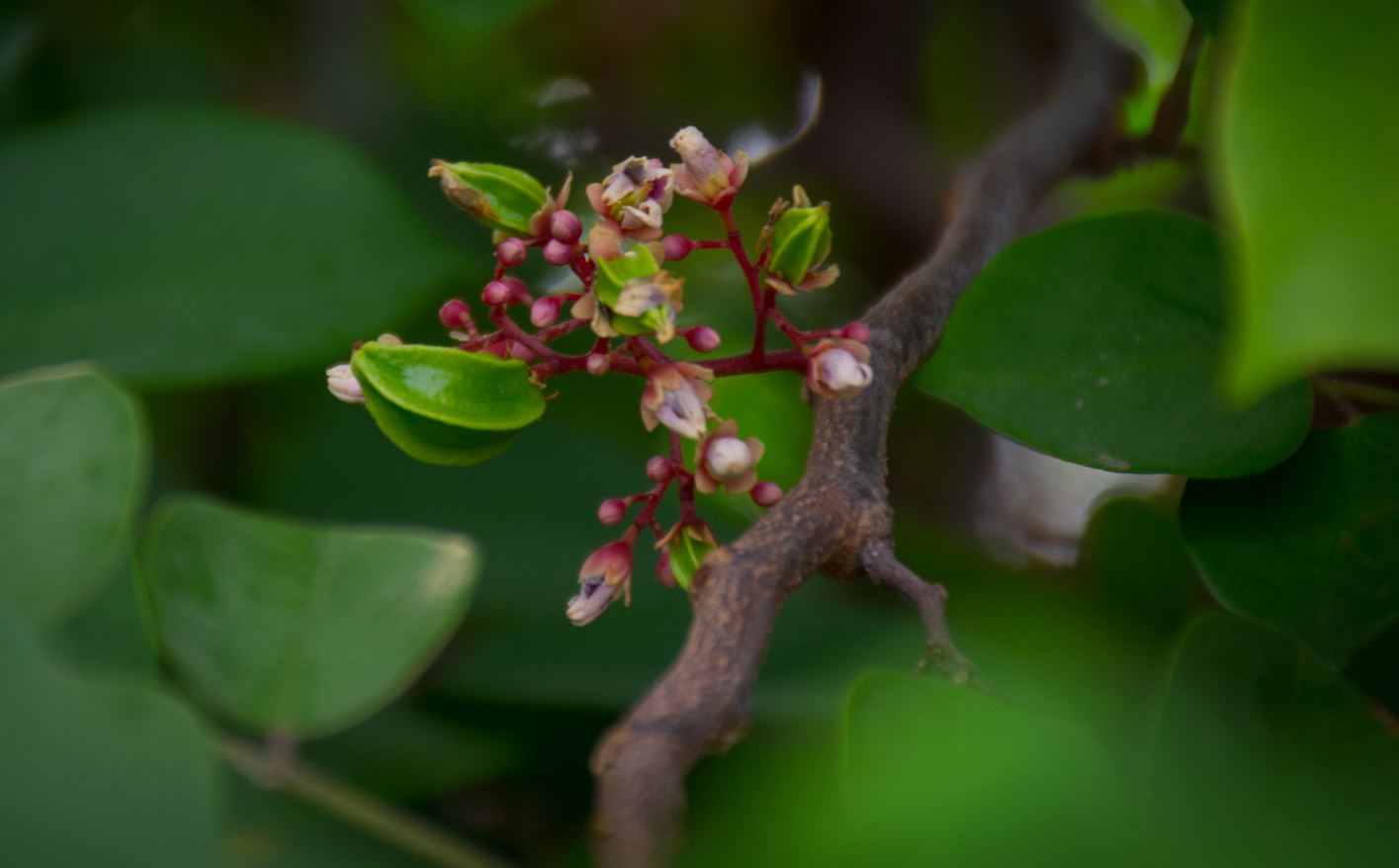 Flores e Frutos Jovens (Averrhoa carambola)
