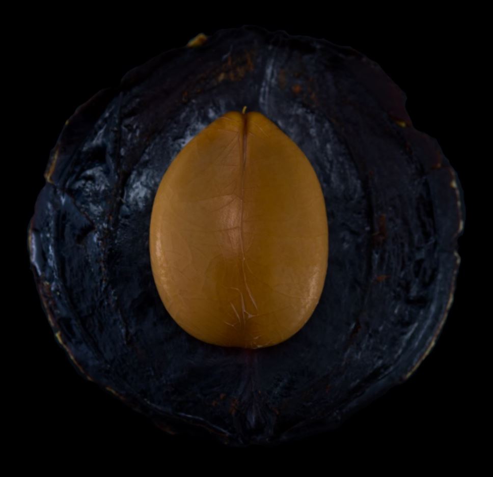 Semente (Cassia grandis)