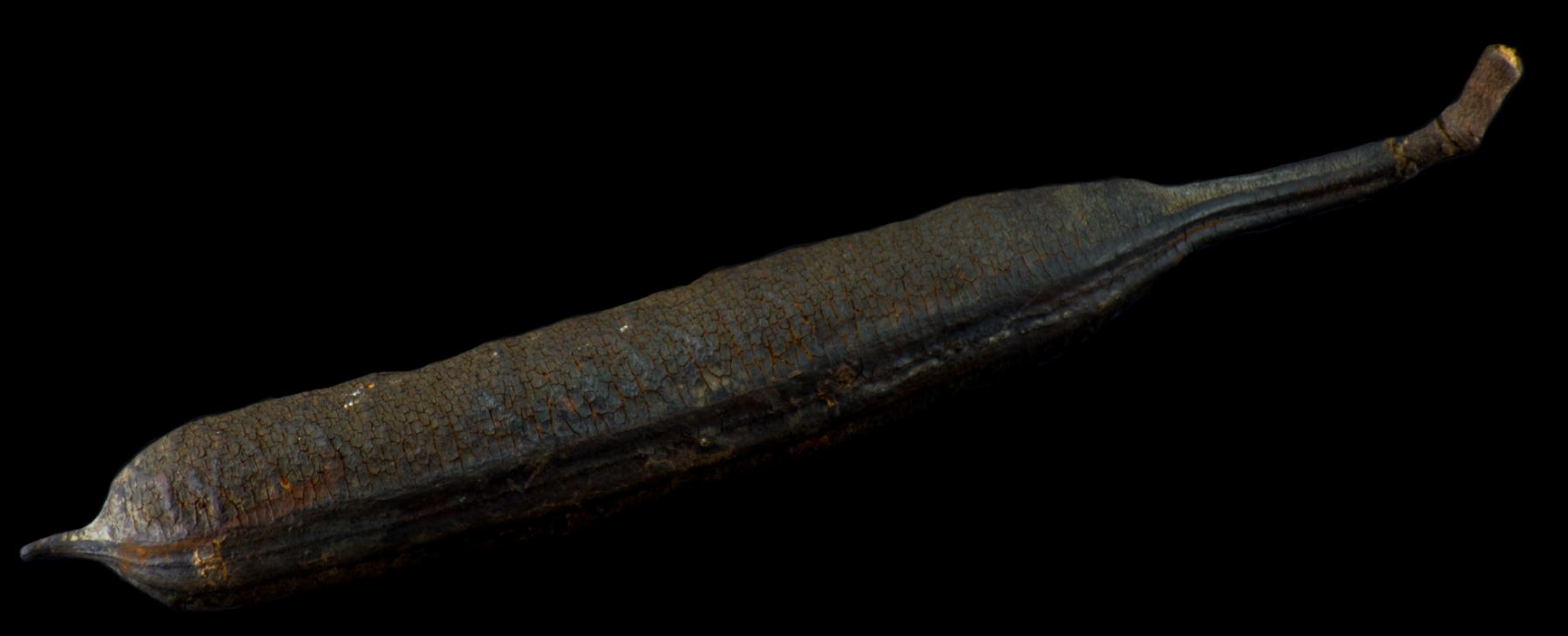 Fruto (Cassia grandis)