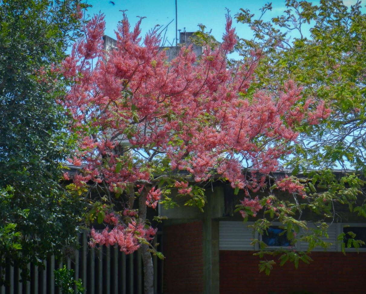 �rvore Florida (Cassia grandis)
