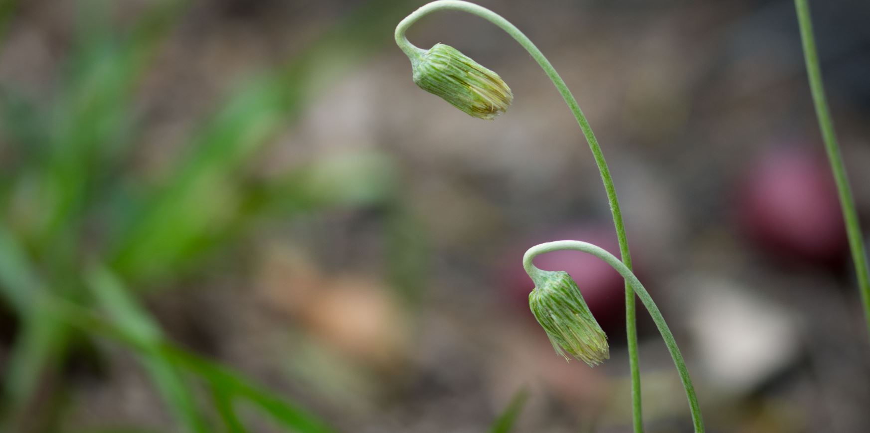 Flor de L�ngua-de-Vaca (Chaptalia nutans)