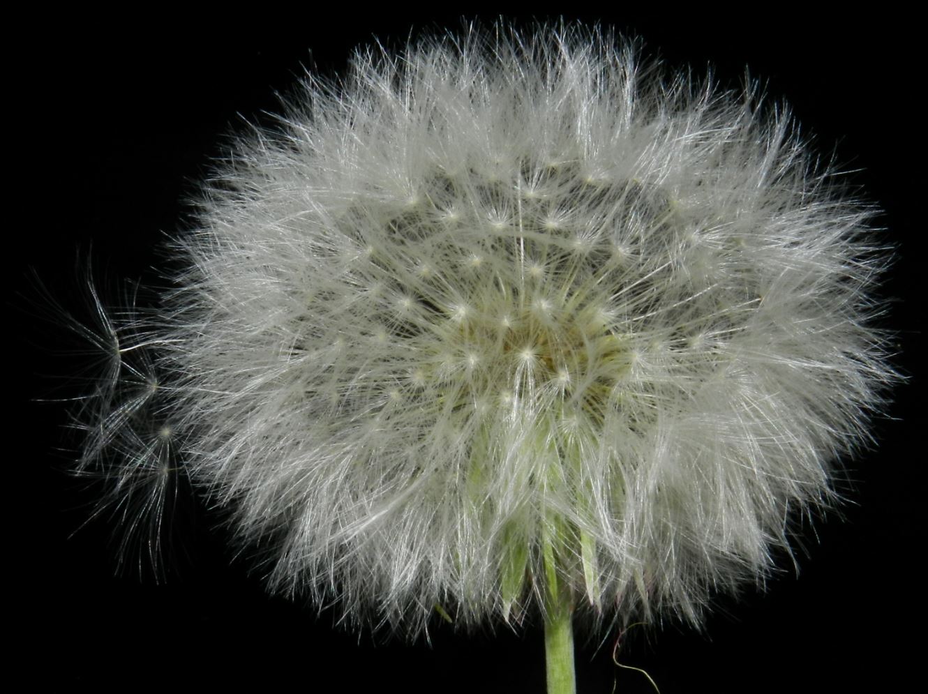 Fruto de L�ngua-de-Vaca (Chaptalia nutans)