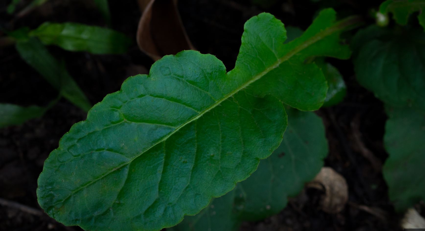 Folha de L�ngua-de-Vaca (Chaptalia nutans)
