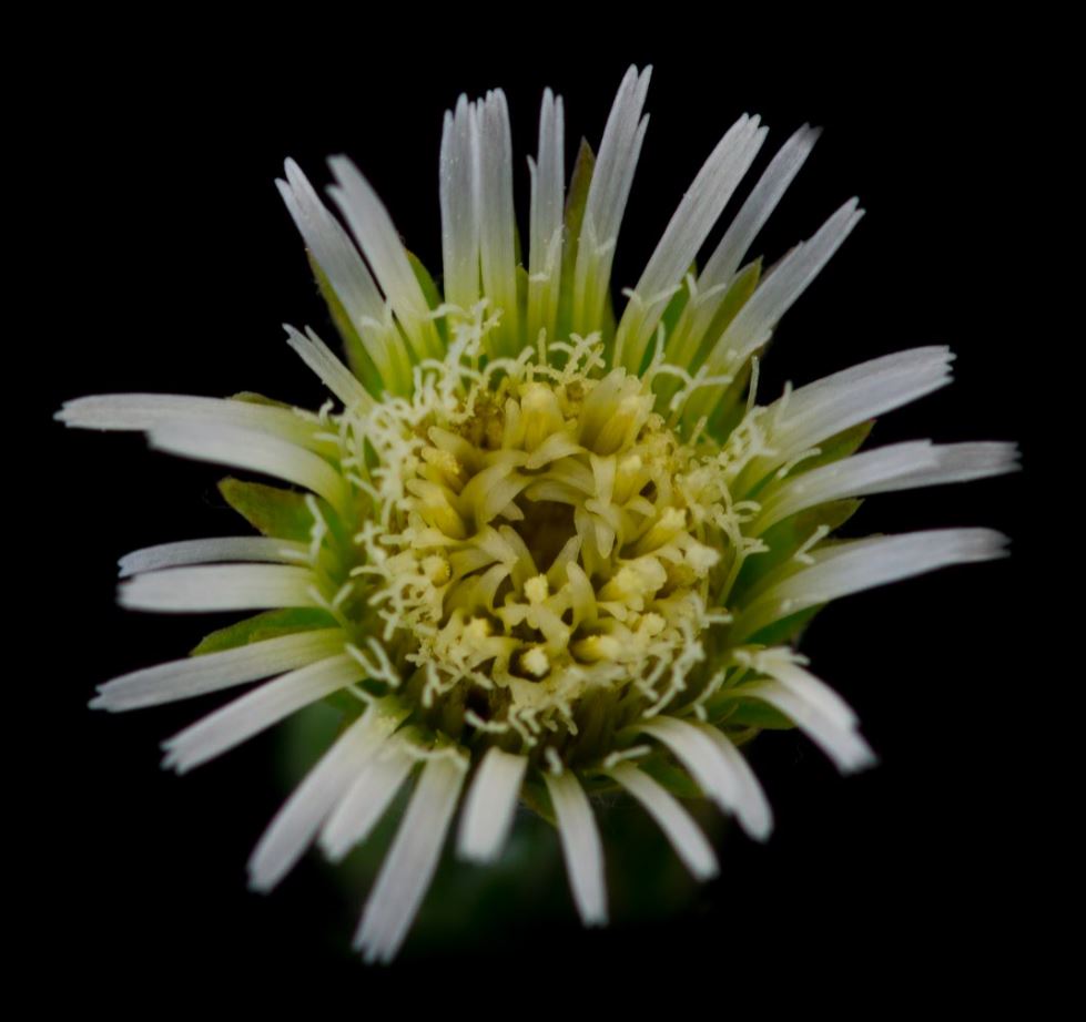 Flor de L�ngua-de-Vaca (Chaptalia nutans)