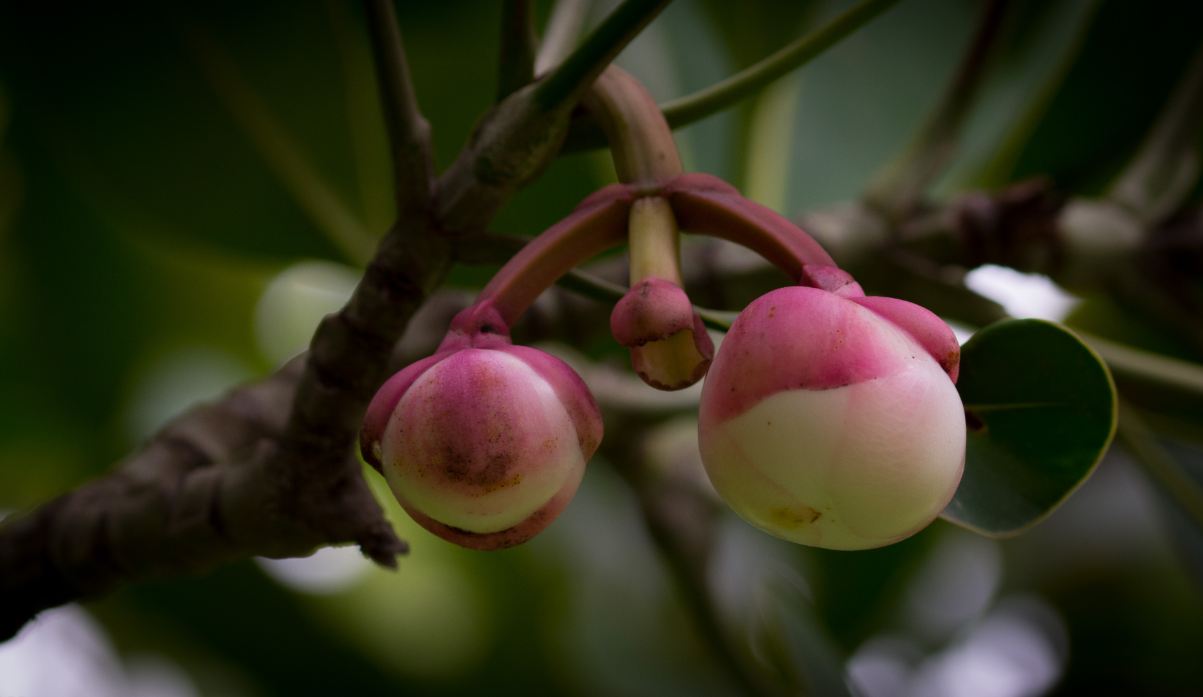 Bot�es Florais (Clusia grandiflora)