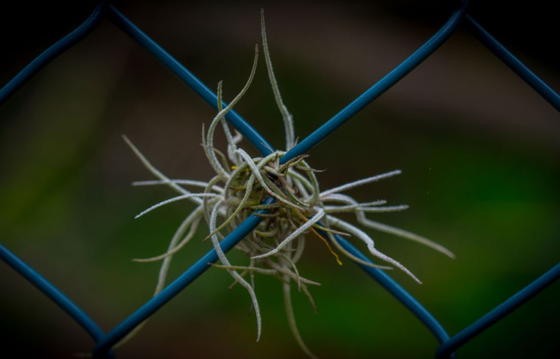 Planta na Tela (Tillandsia tenuifolia)