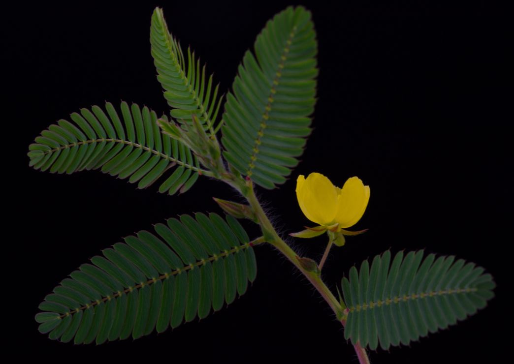 Ramo e Flor (Chamaecrista nictitans)