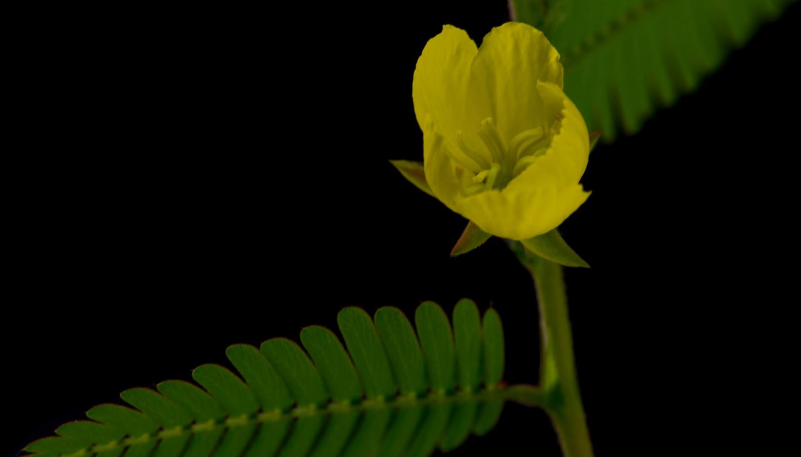 Ramo e Flor (Chamaecrista nictitans)