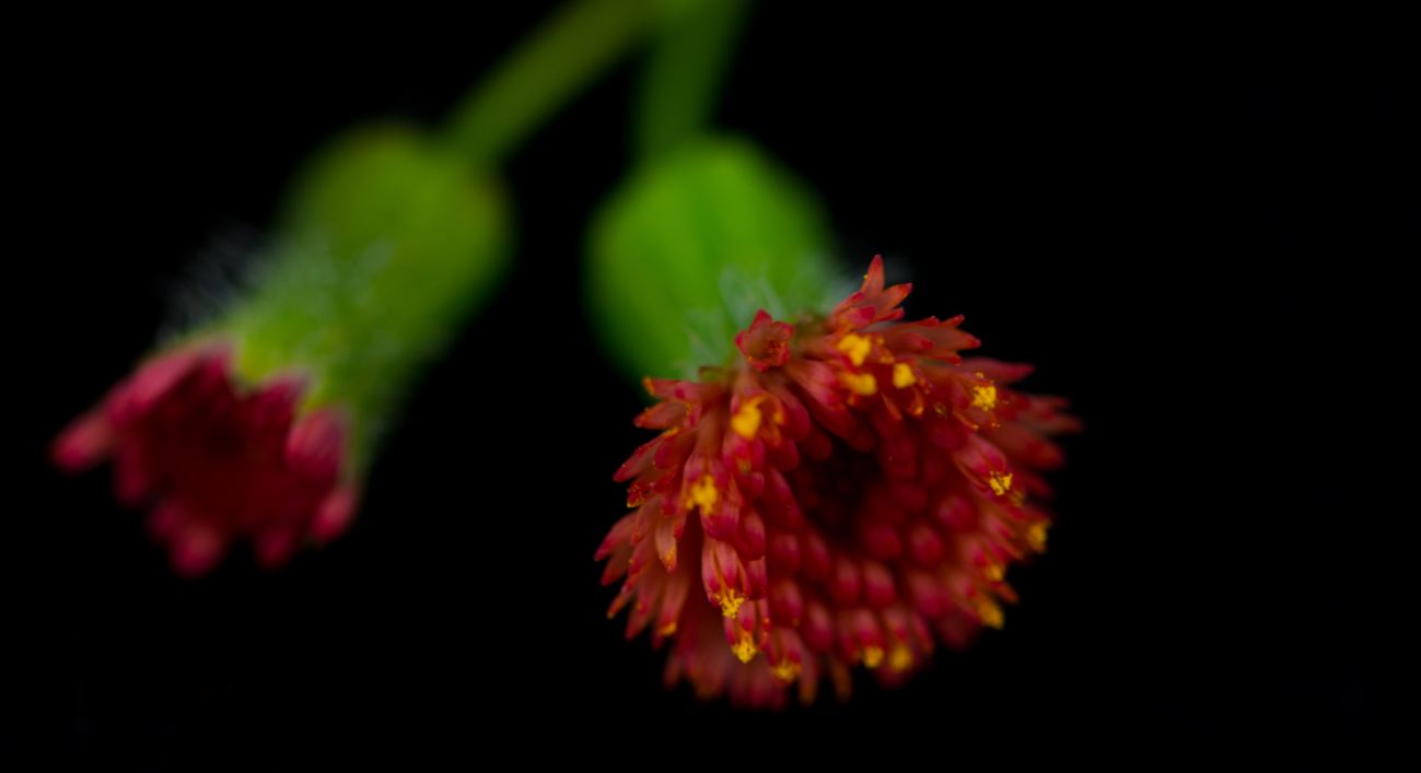 Flor (Emilia fosbergii)