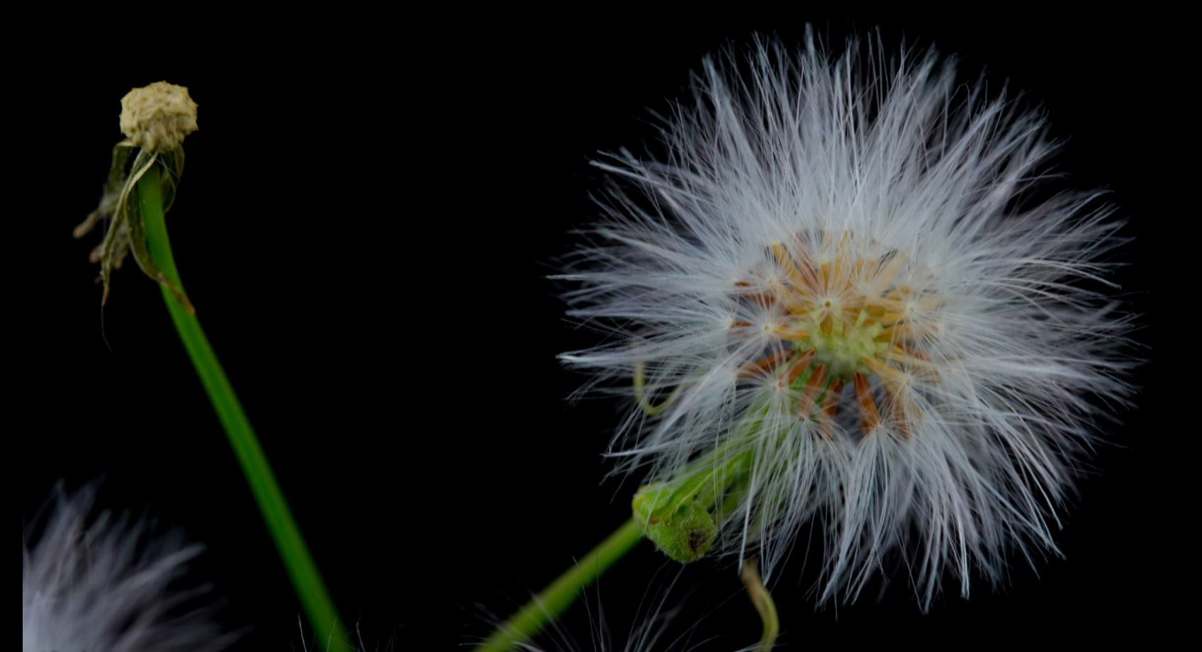 Fruto (Emilia fosbergii)