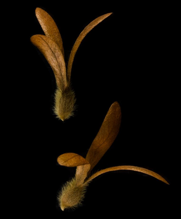 Sementes (Triplaris americana)